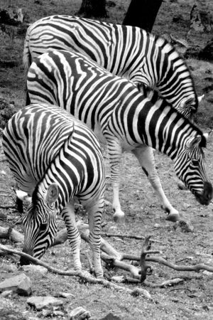 WS Animal Nations - 30.jpg